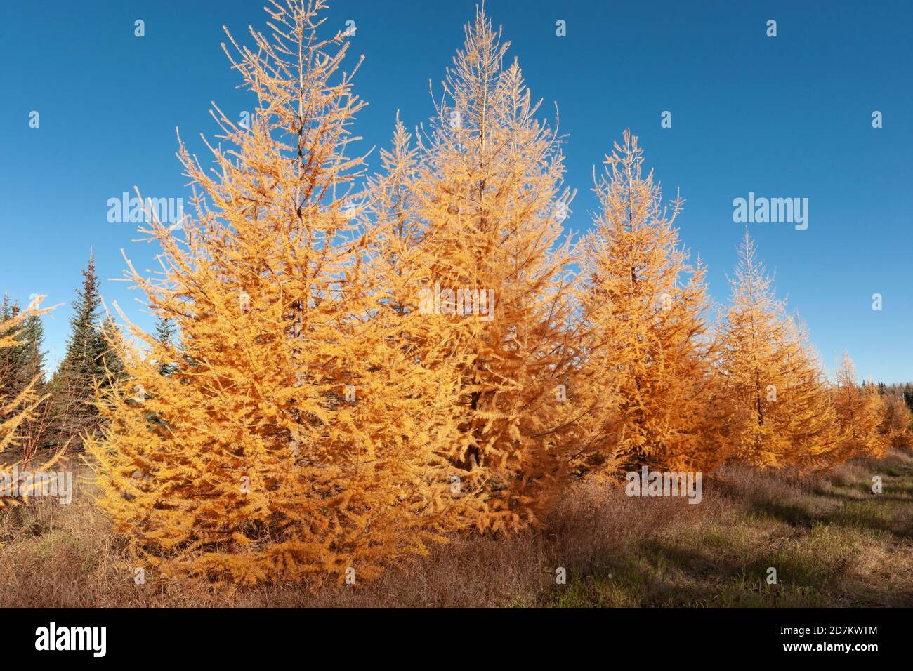 North America; United States; Alaska; Central (Interior); PLants; Trees; Deciduous conifer; Tamarack; Larix laricina Stock Photo