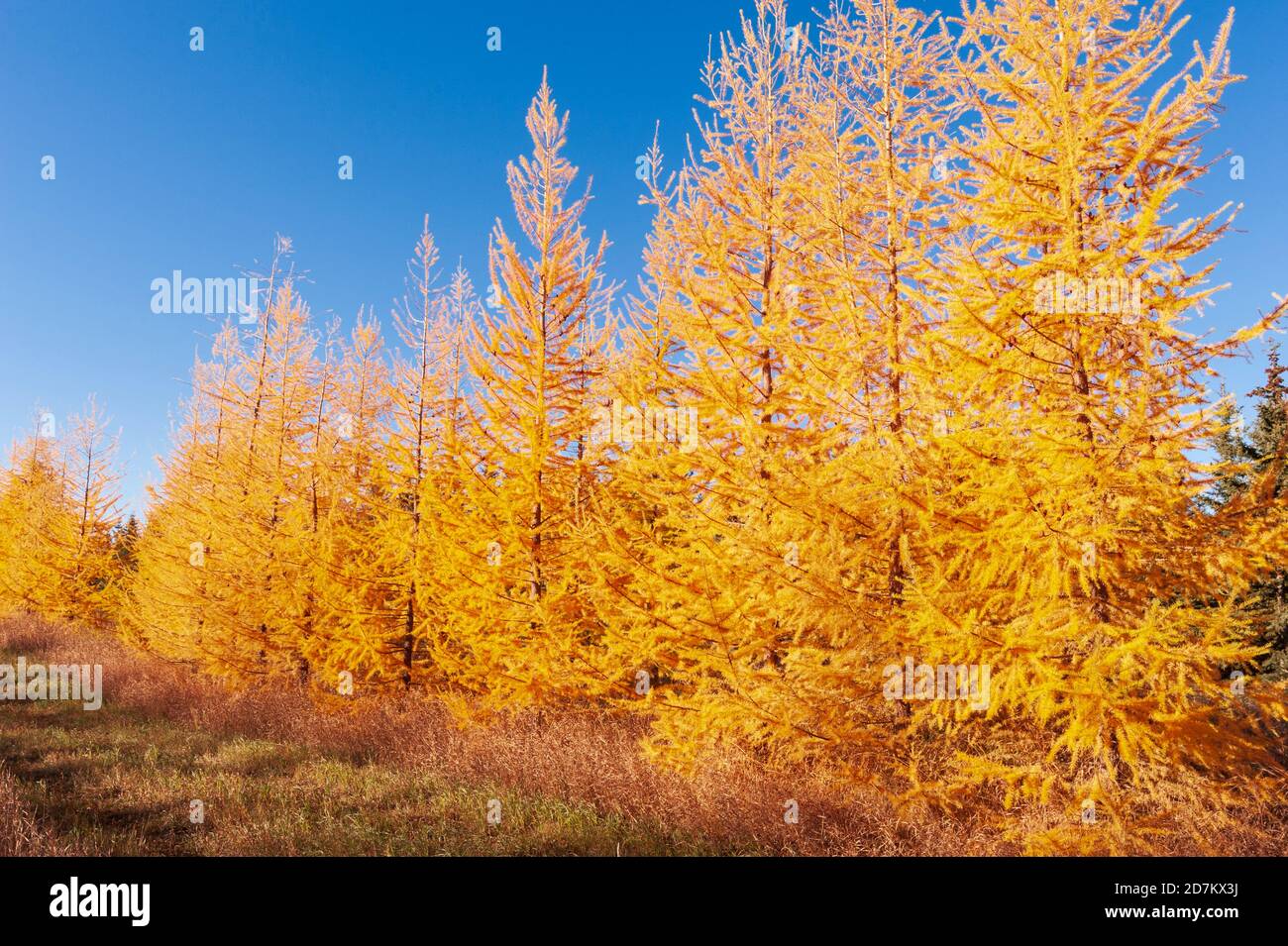 North America; United States; Alaska; Central (Interior); PLants; Trees; Deciduous conifer; Tamarack; Larix laricina Stock Photo