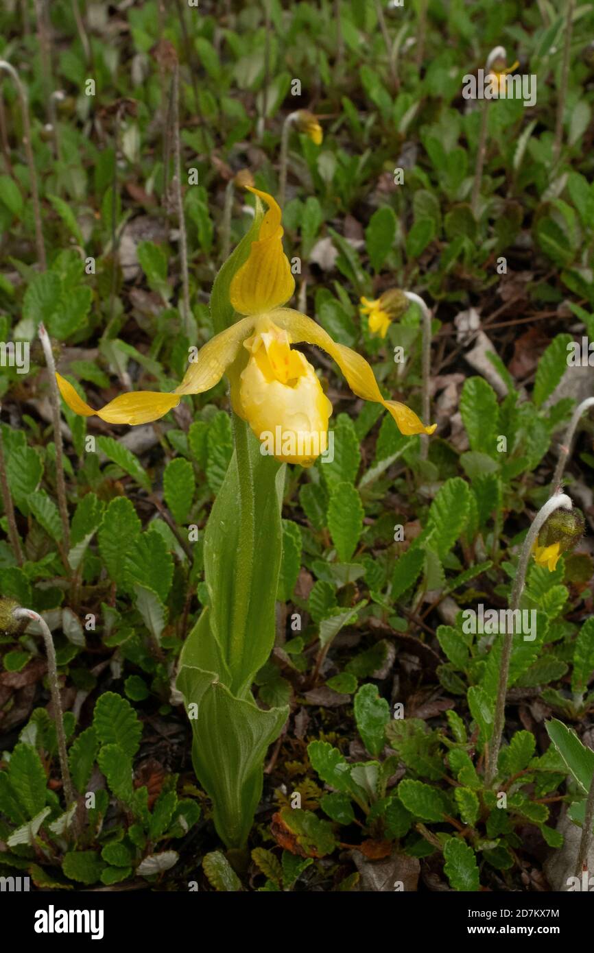 North America; United States; Alaska; Plants; Wildflowers; Yellow Lady's Slipper; Cypripedium parviflorum Stock Photo