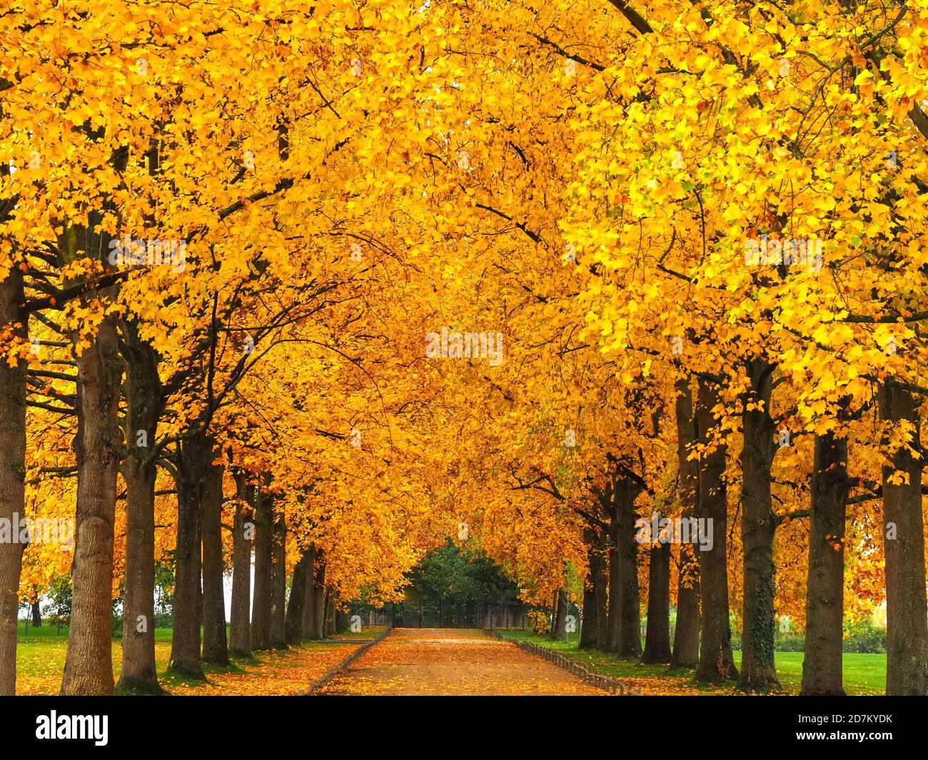 Avenue with yellow trees in autumn Stock Photo