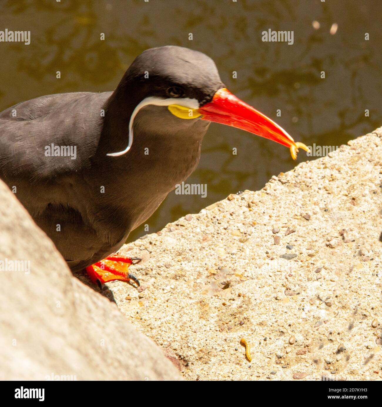 The Inca tern, Larosterna inca, is a tern in the family Laridae. It is the only member of the genus Larosterna Stock Photo