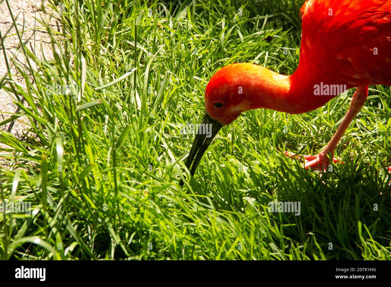 Head view of a scarlet ibis, Eudocimus ruber, is a species of ibis in the bird family Threskiornithidae Stock Photo