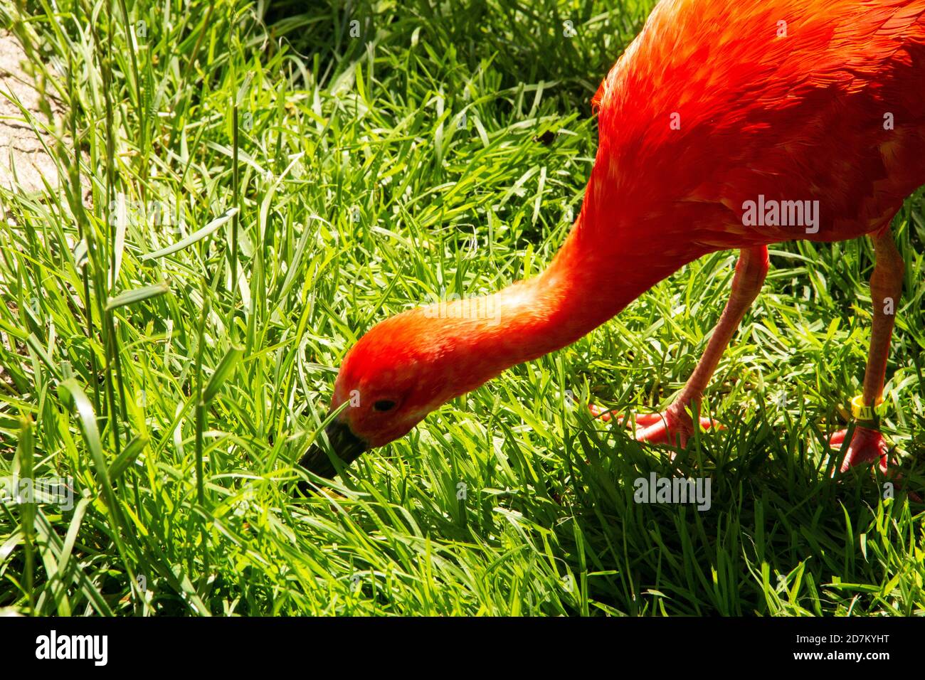 Side view of a scarlet ibis, Eudocimus ruber, is a species of ibis in the bird family Threskiornithidae Stock Photo
