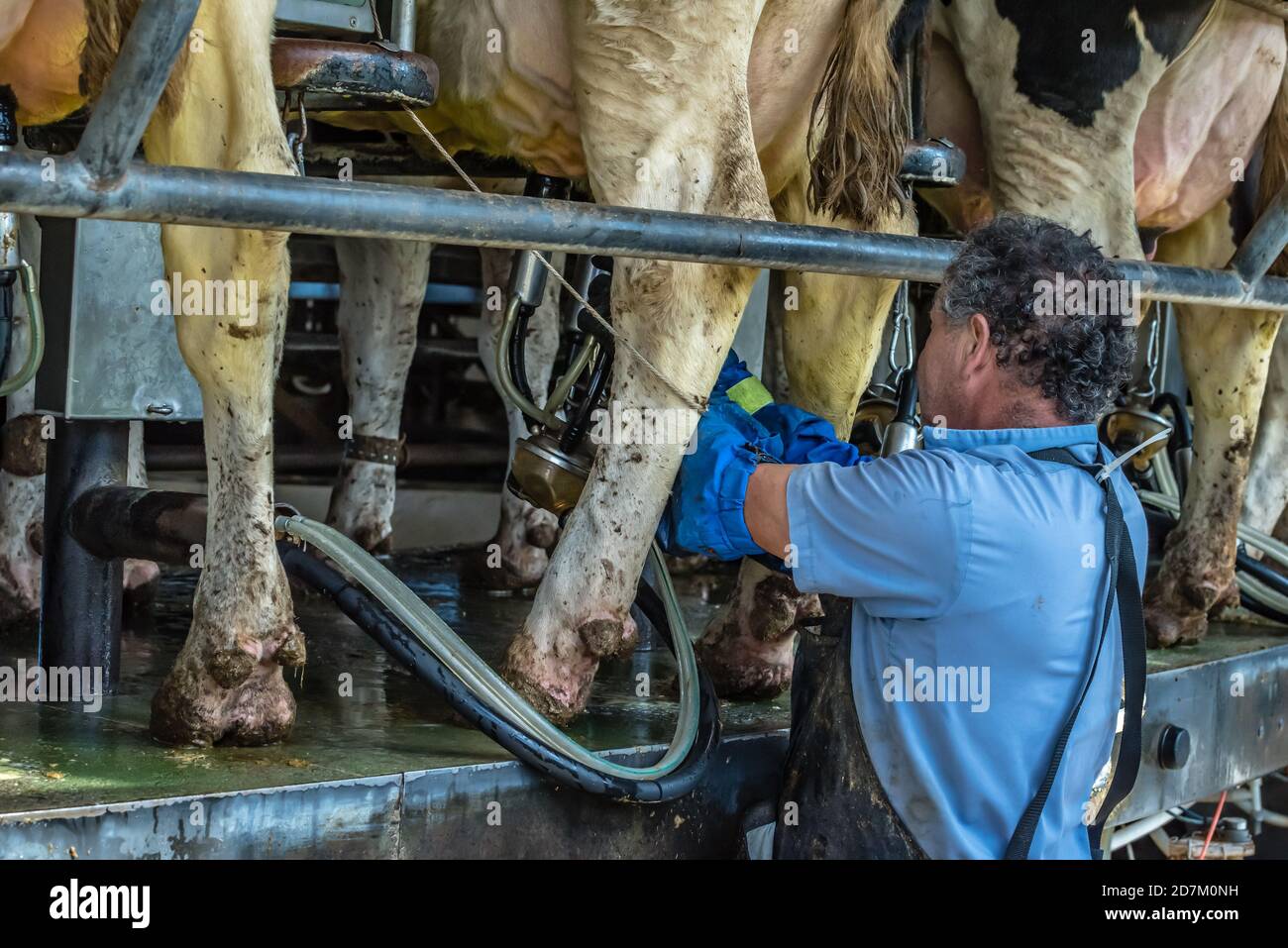 Dairy Farm worker attaching milking equipment to cows udder, while on