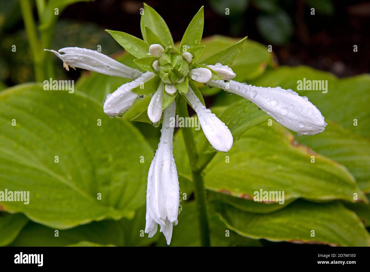 White Blossom with Raindrops Stock Photo
