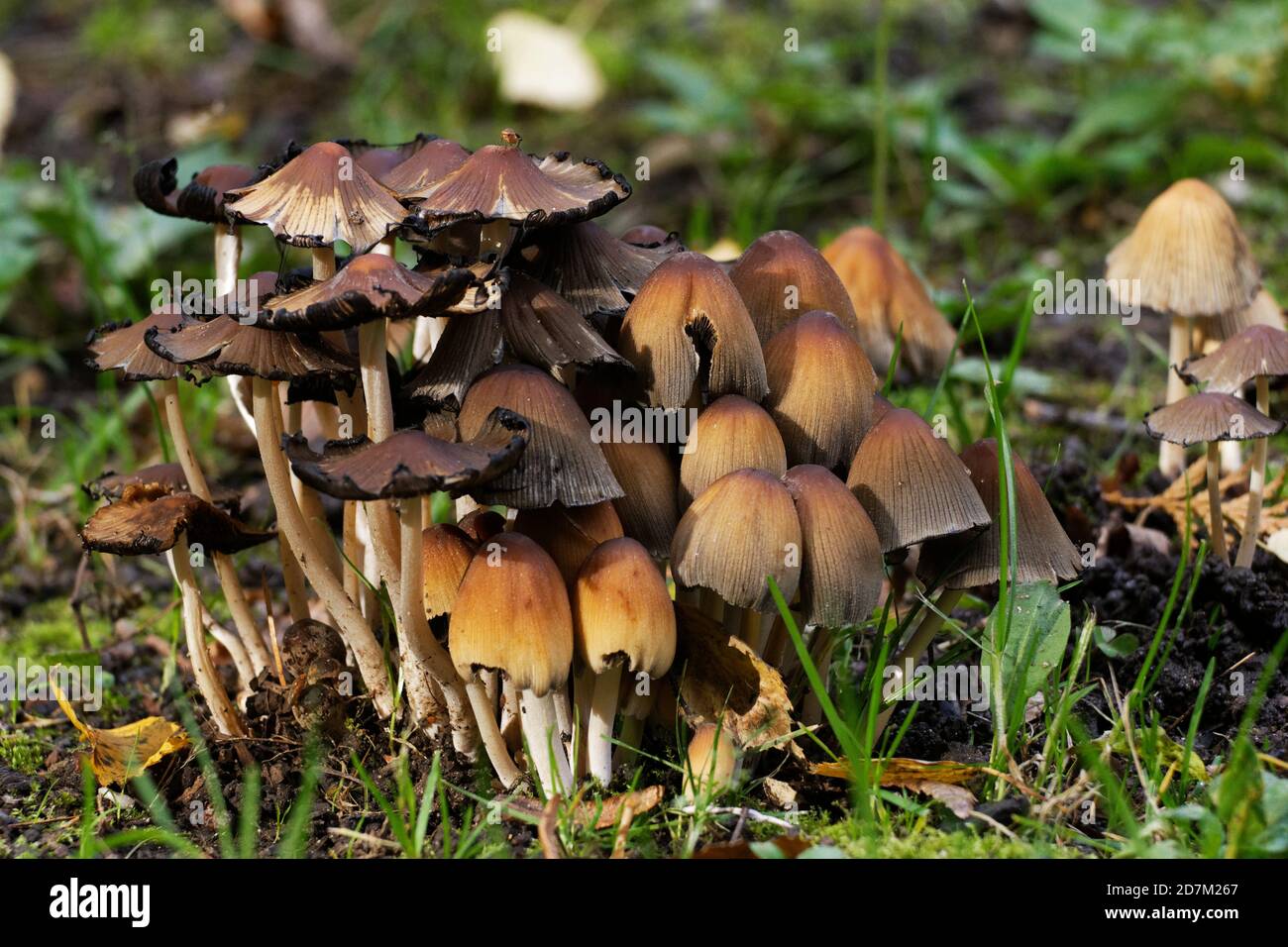 Meadow mushroom hi-res stock photography and images - Alamy