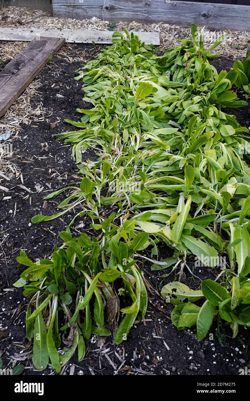 Rows of lettuce wilting in the garden during a hot day Stock Photo Alamy