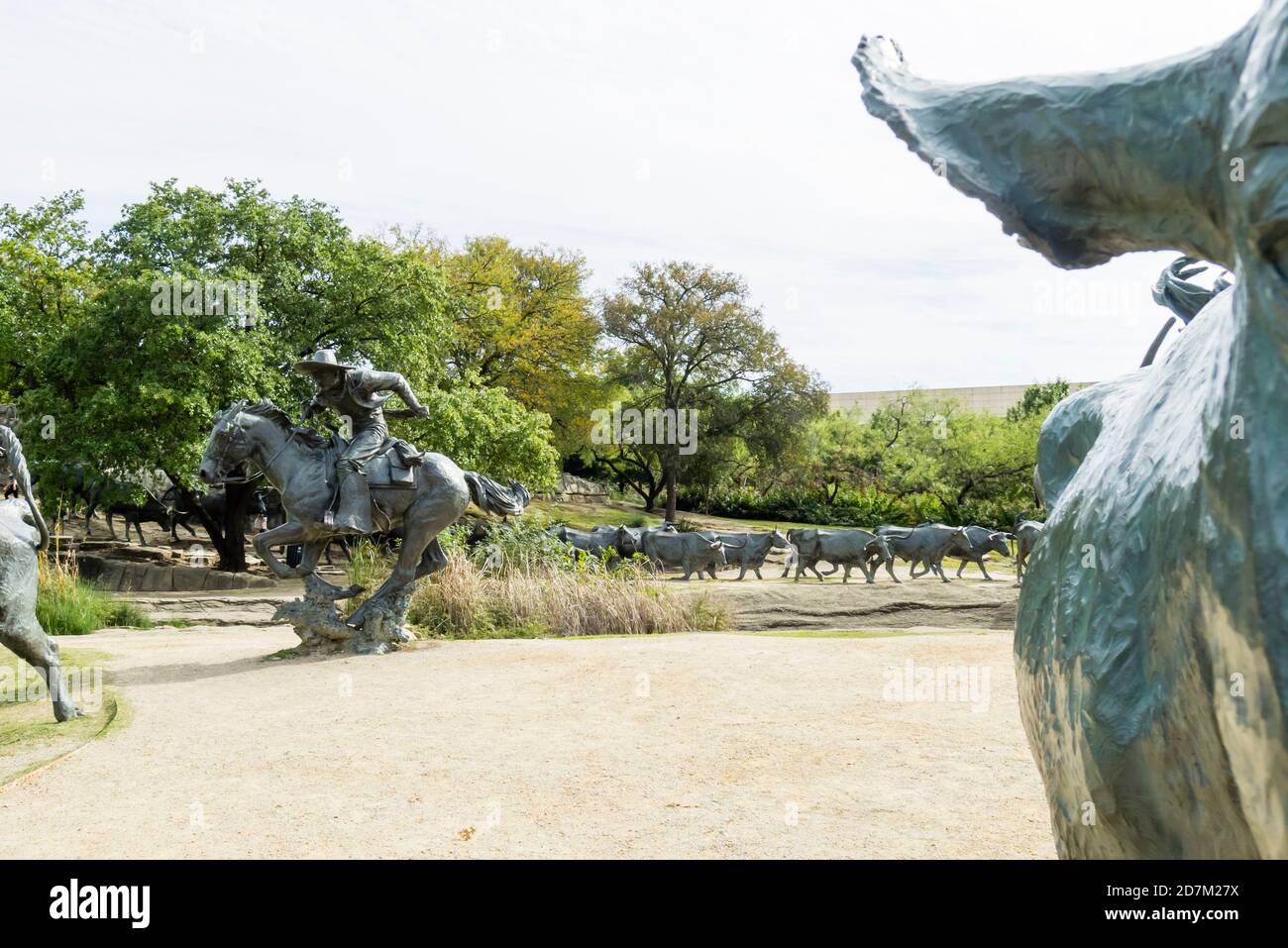 Bronze Sculptures of Trail Rider and Cattle in Dallas Pioneer Plaza Stock Photo