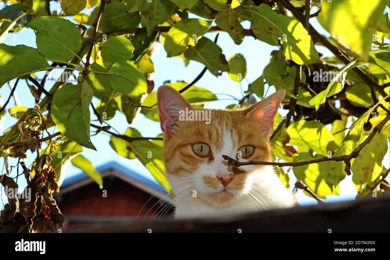 Ginger cat among branches Stock Photo Alamy