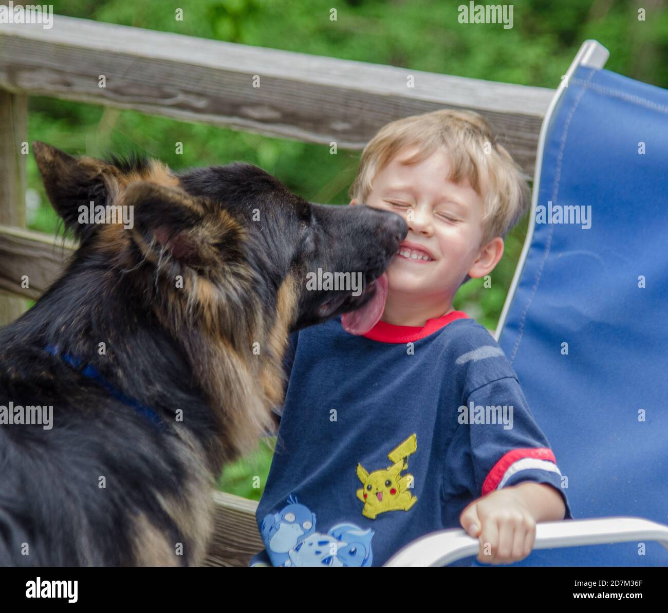 A German Shepherd dog licks the face of a young boy. Photo by Liz Roll Stock Photo
