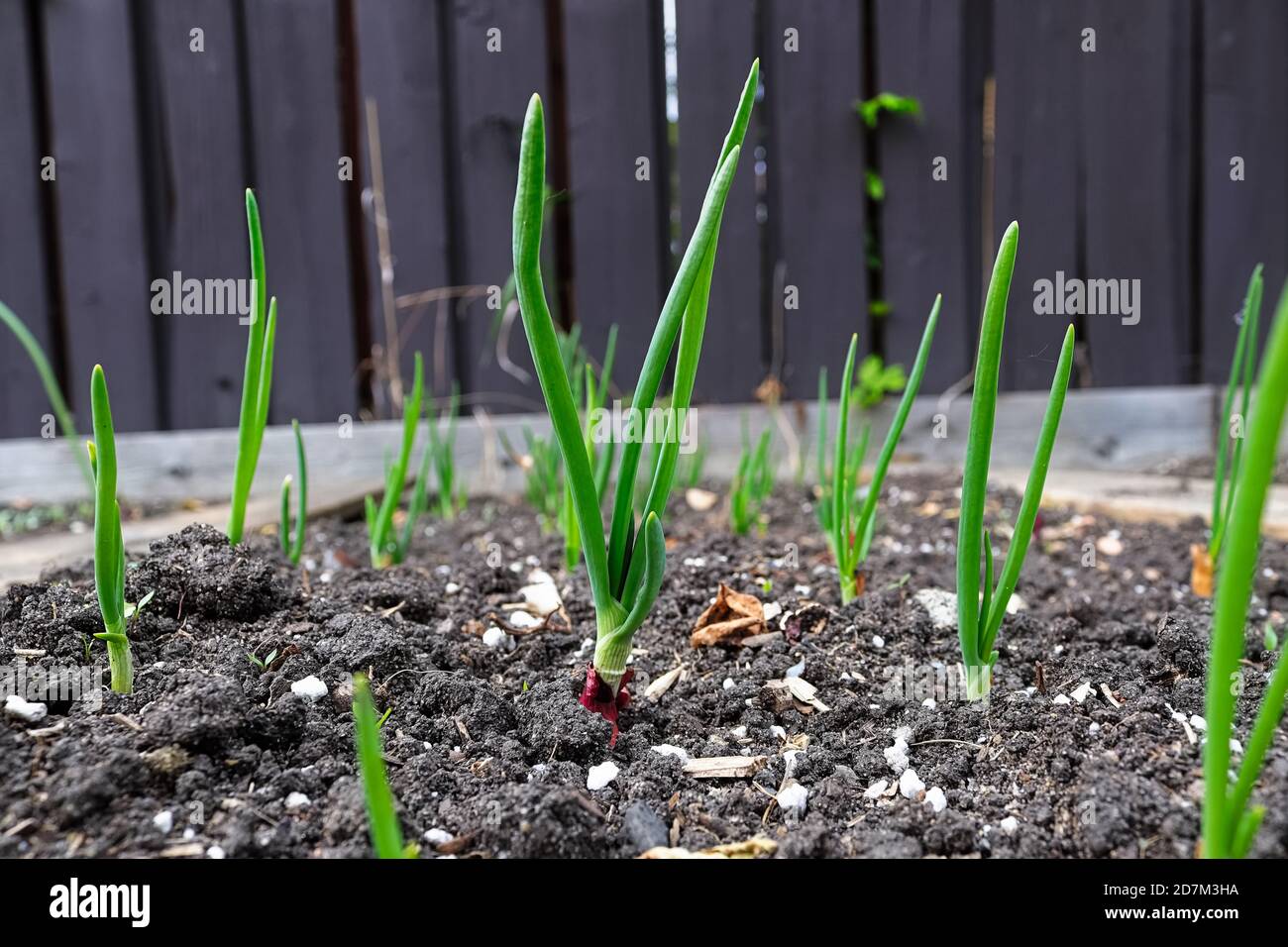 Ground view of onion greens growing in a garden Stock Photo - Alamy