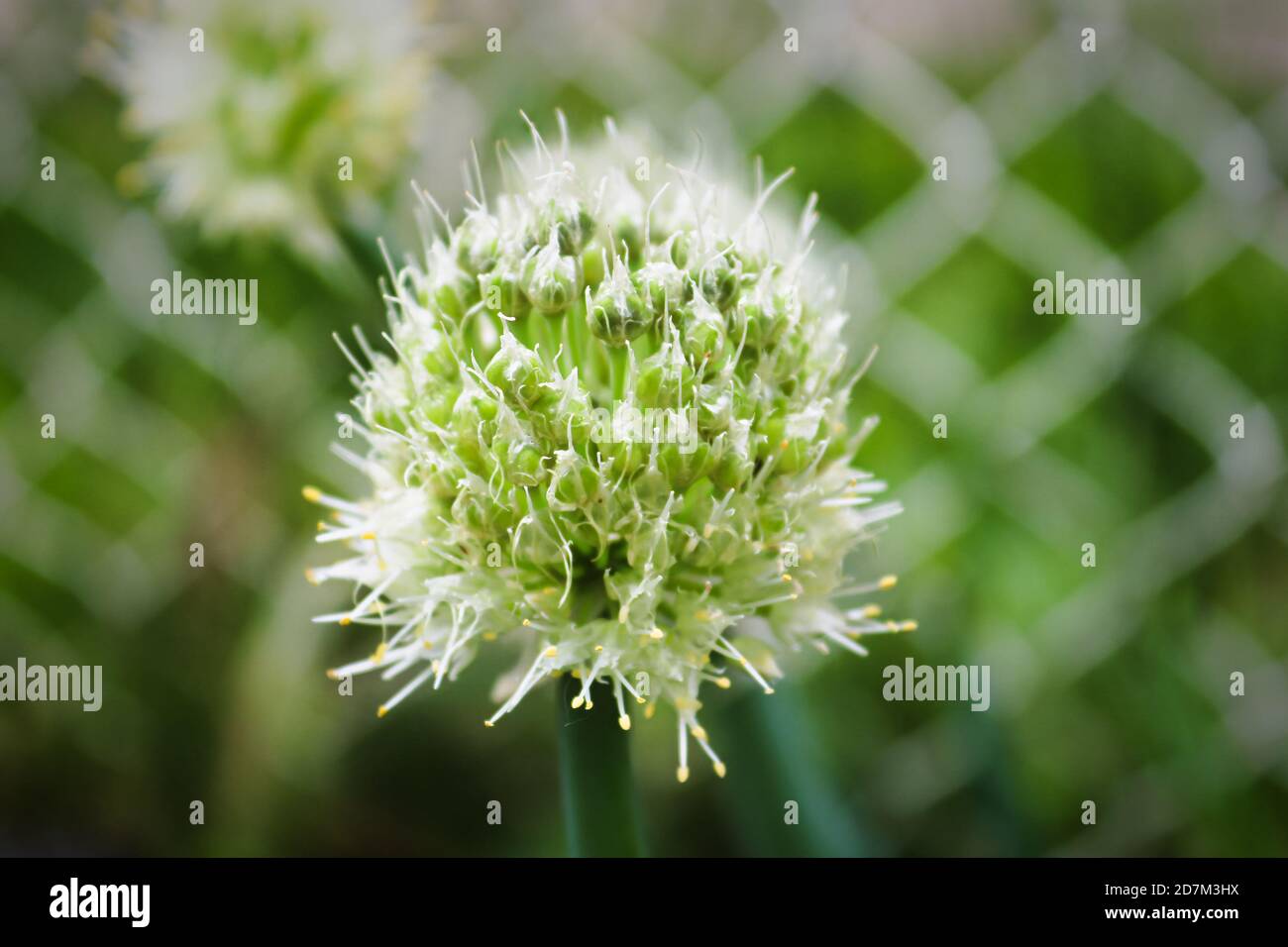 Macro view of an onion umbel flowering Stock Photo