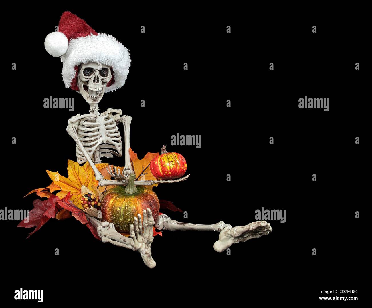 Halloween skeleton with Christmas hat holding a pumpkin in autumn leaves isolated on black Stock Photo