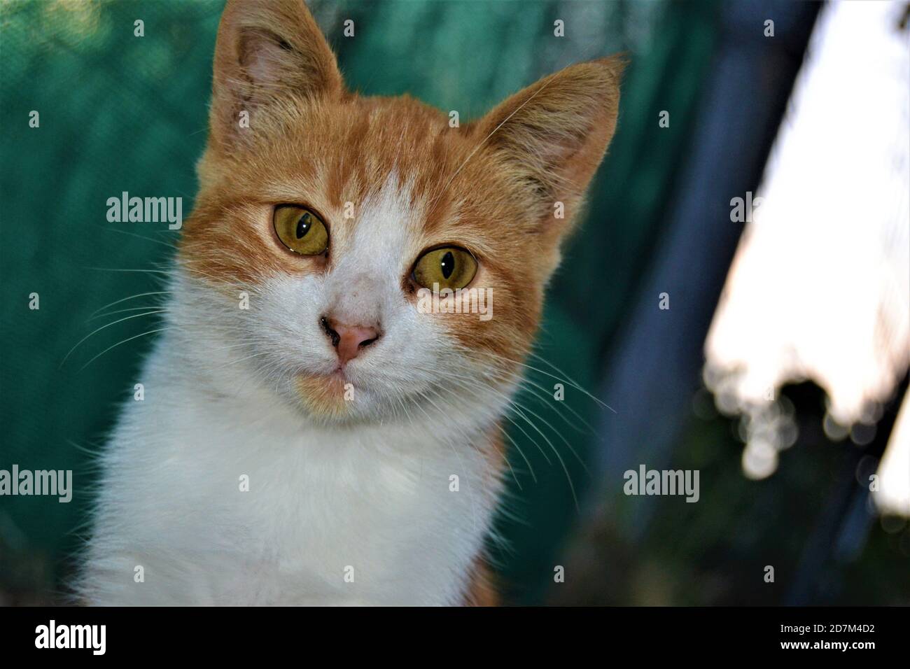 Colorful cat with its beautiful and green eyes. Close-up cat photos. Cute cats sits as like pose to photo machine Stock Photo