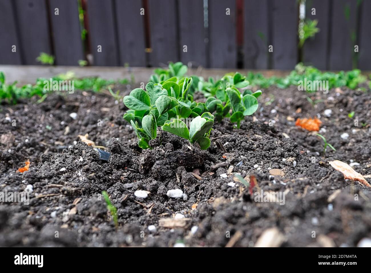 Closeup of pea sprouts growing in the garden Stock Photo
