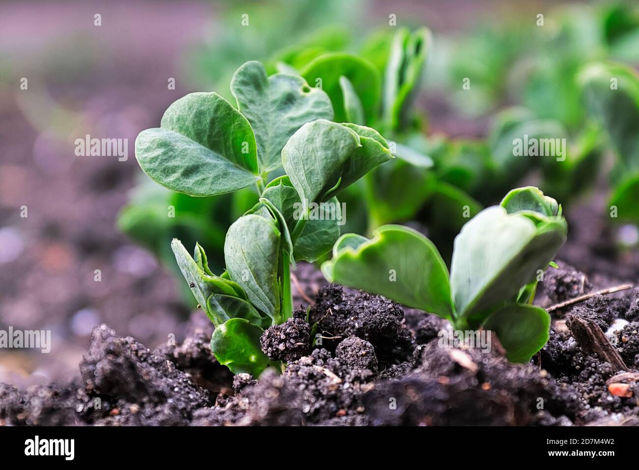 Macro view of pea plants seedlings growing in the soil Stock Photo