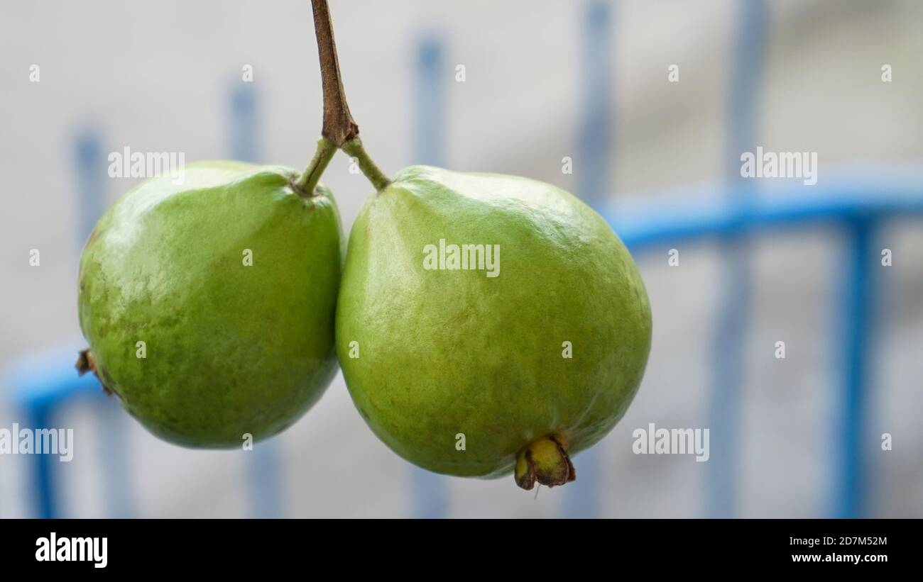 Guava Fruit Hi-res Stock Photography And Images - Alamy