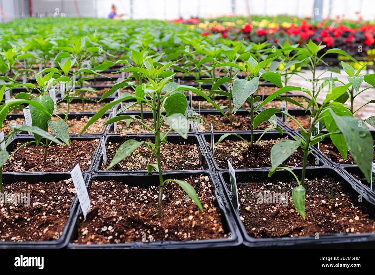 A long table of peppers growing in a greenhouse Stock Photo Alamy