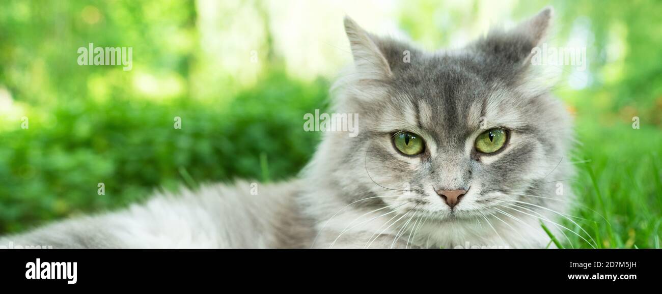 Cat with green eyes and grey fur in summer grass outdoor banner panorama. Grey long hair Ragdoll with green eyes.Cat with green eyes and grey fur in Stock Photo