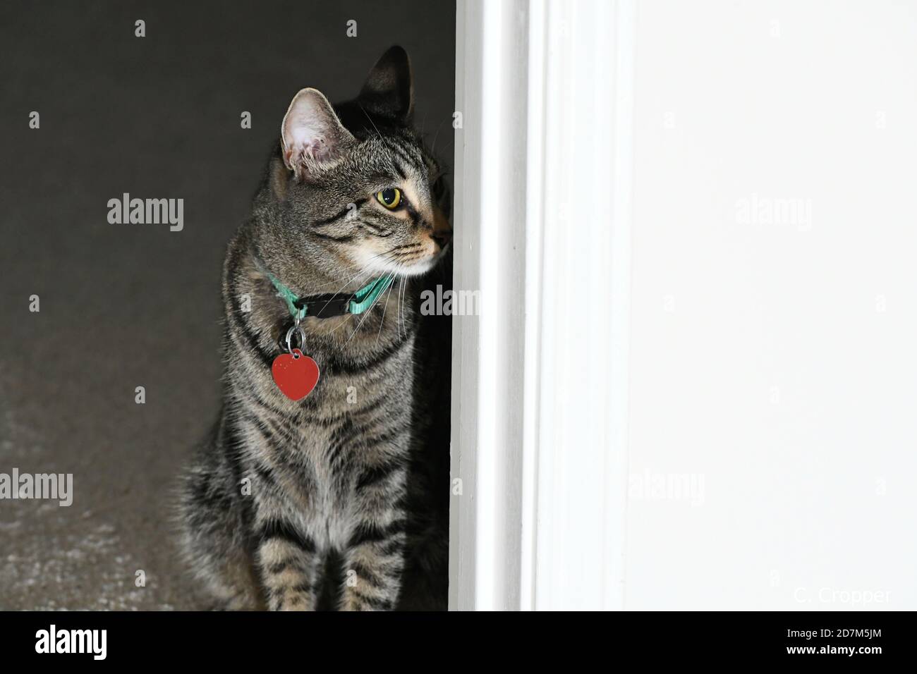 Tabby cat inside head turned facing wall Stock Photo Alamy