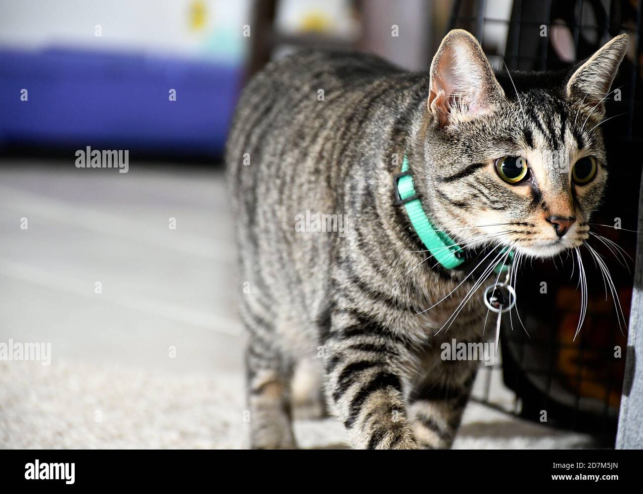 close up Tabby cat stalking inside ground view Stock Photo Alamy