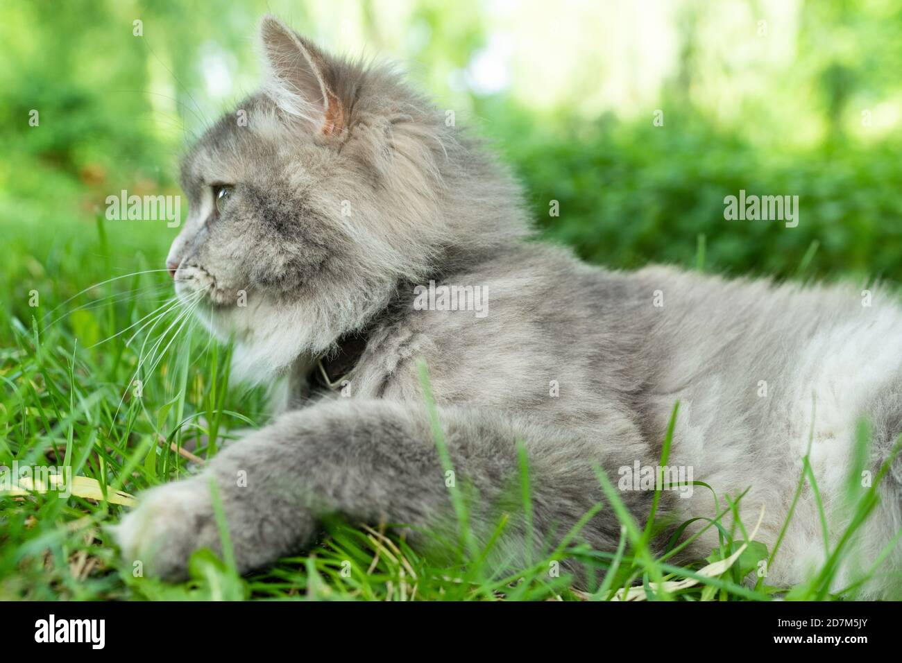 Grey cat profile looking away in green grass park outside Stock Photo