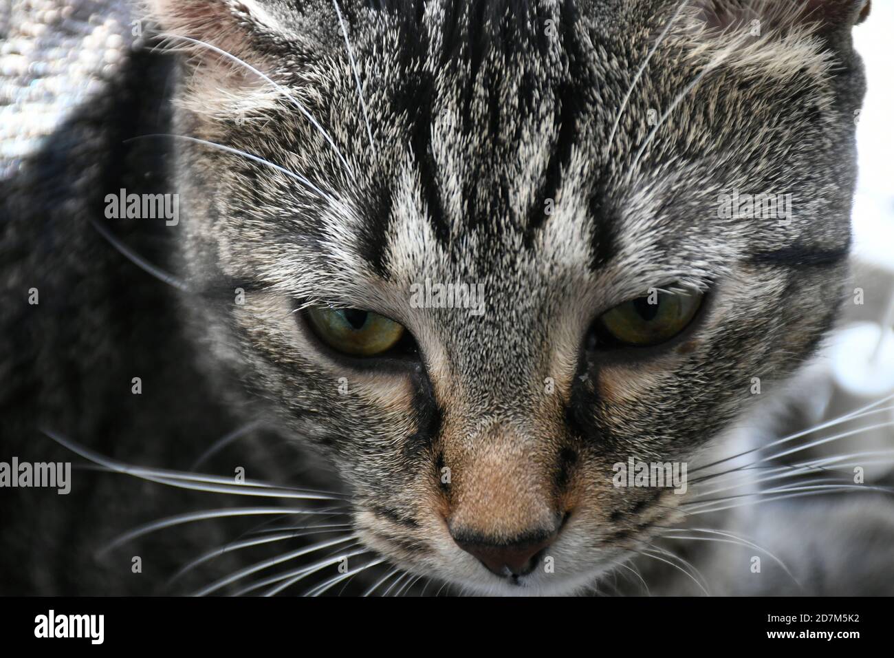 close up of Tabby cat face Stock Photo - Alamy