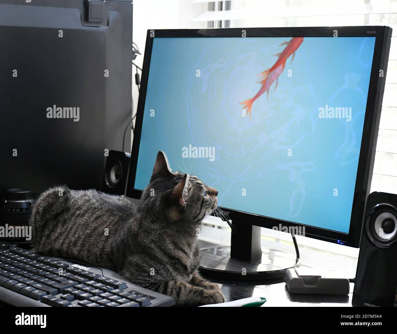 fish cat screen