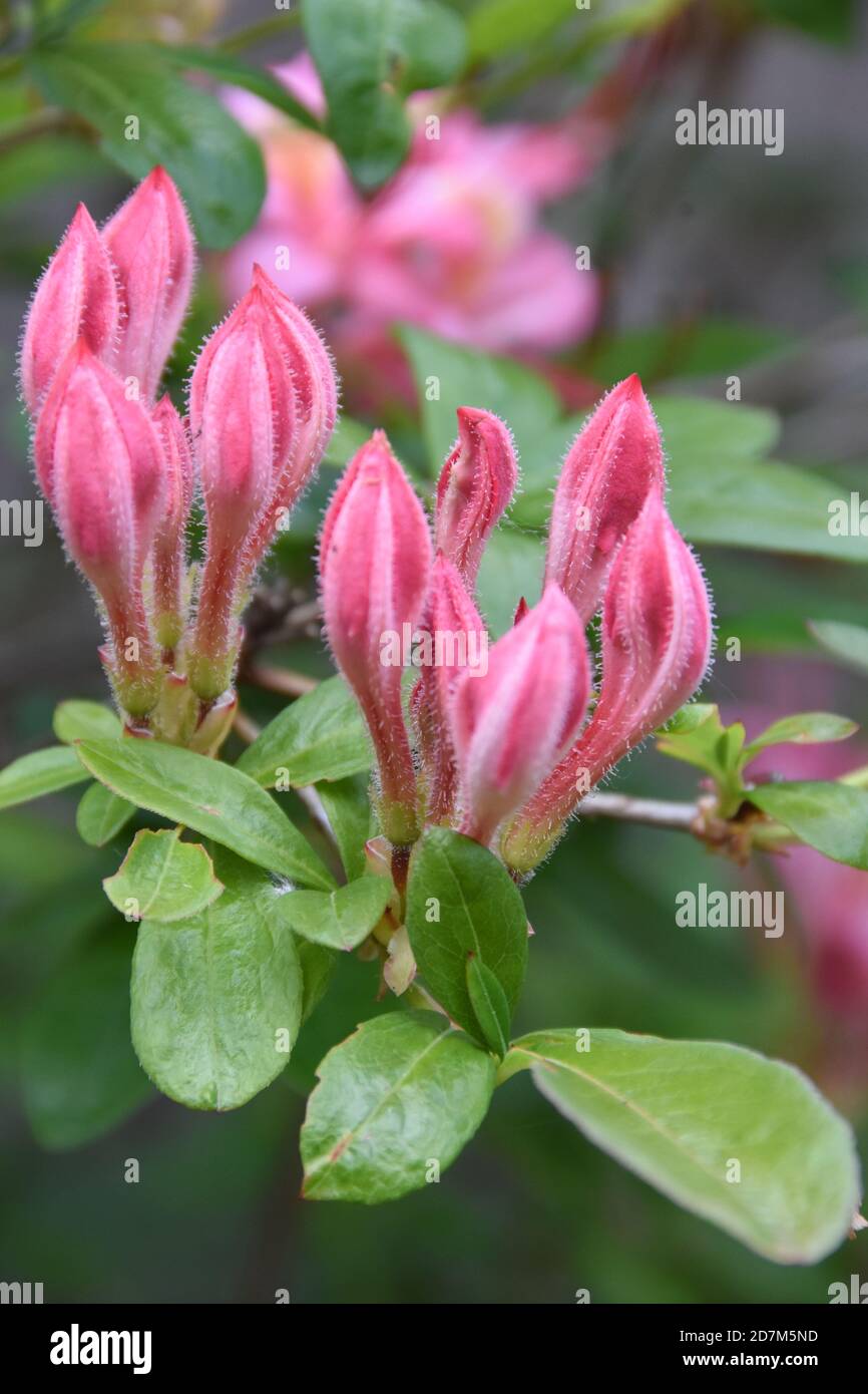 Pink and Sweet Azaleas (Viscosum Azalea), broadleaf evergreen shrub with extremely fragrant light pink trumpet-shaped flowers Stock Photo