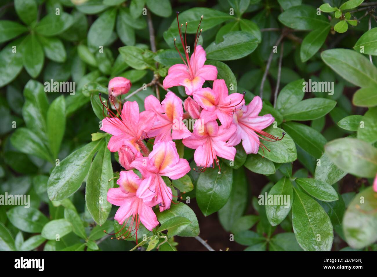 Pink and Sweet Azalea (Viscosum Azalea), broadleaf evergreen shrub with extremely fragrant light pink trumpet-shaped flowers Stock Photo