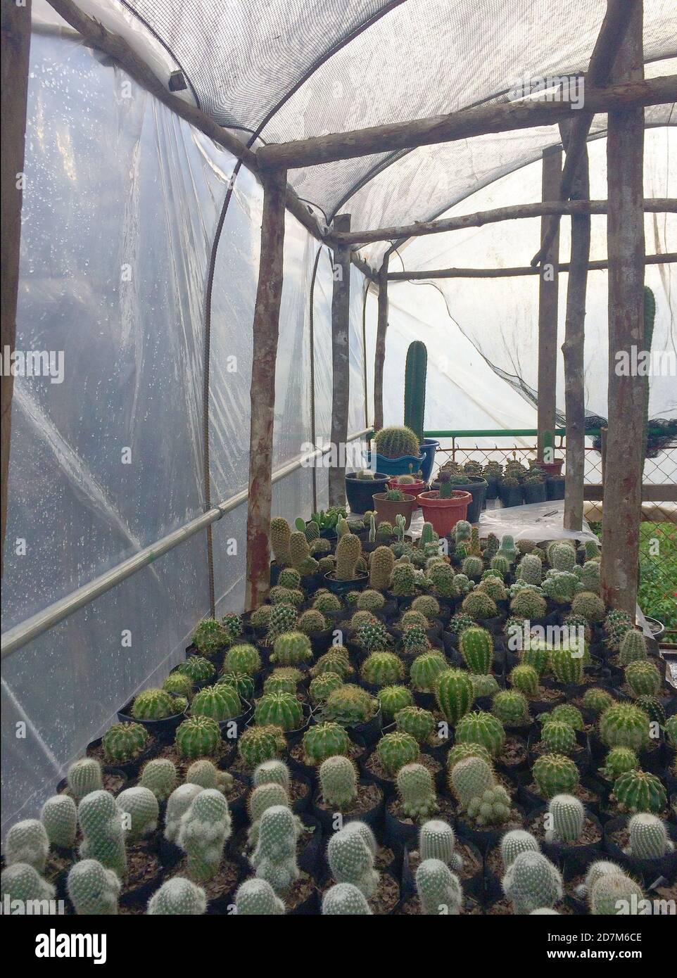 Cacti in flower nursery. Photo taken in a flower greenhouse in Benguet, Philippines, Southeast Asia on October 23, 2020. Stock Photo