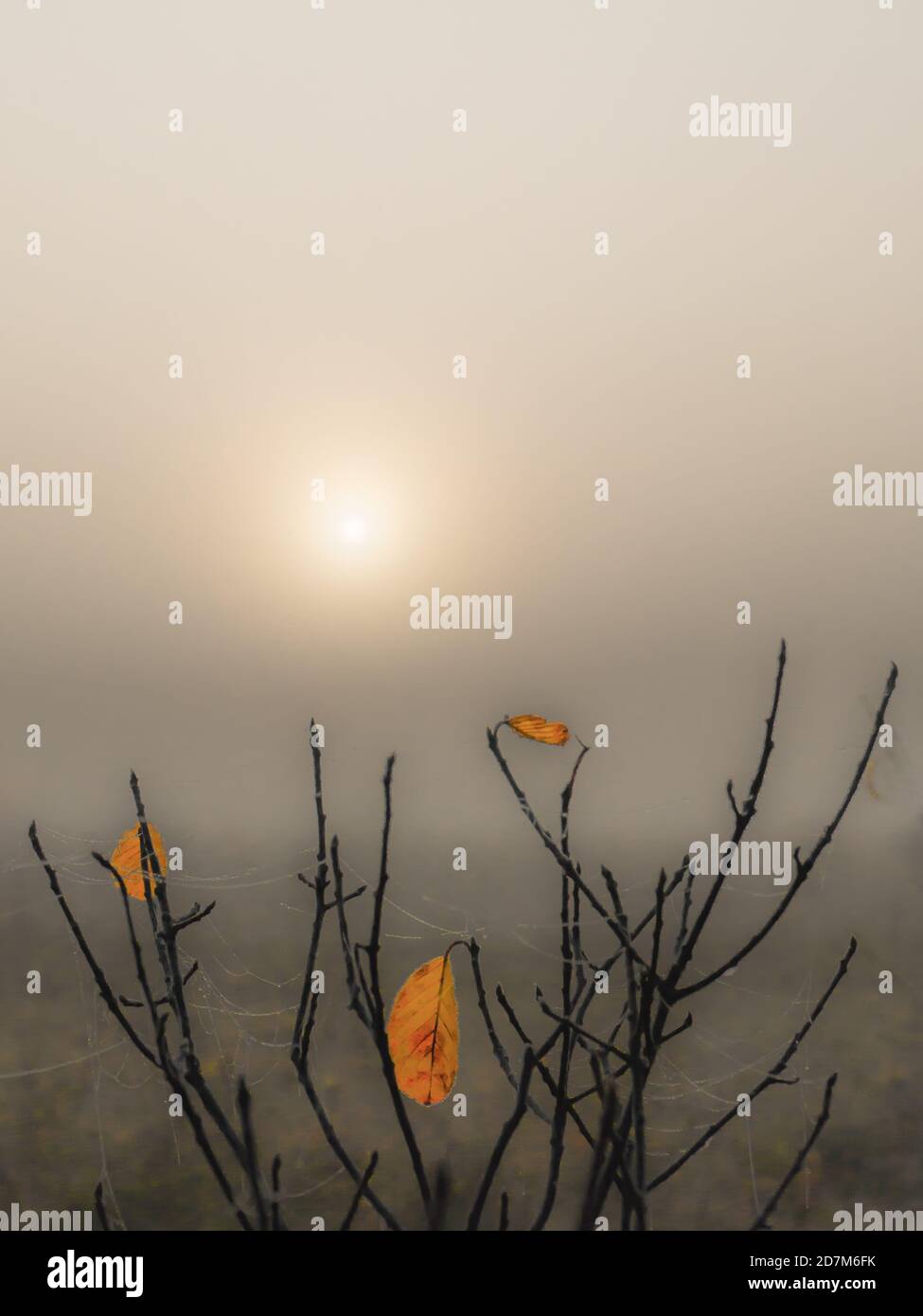 On a gray foggy morning, the last yellow leaves on the branches of a bush in an autumn field at sunrise glow Stock Photo