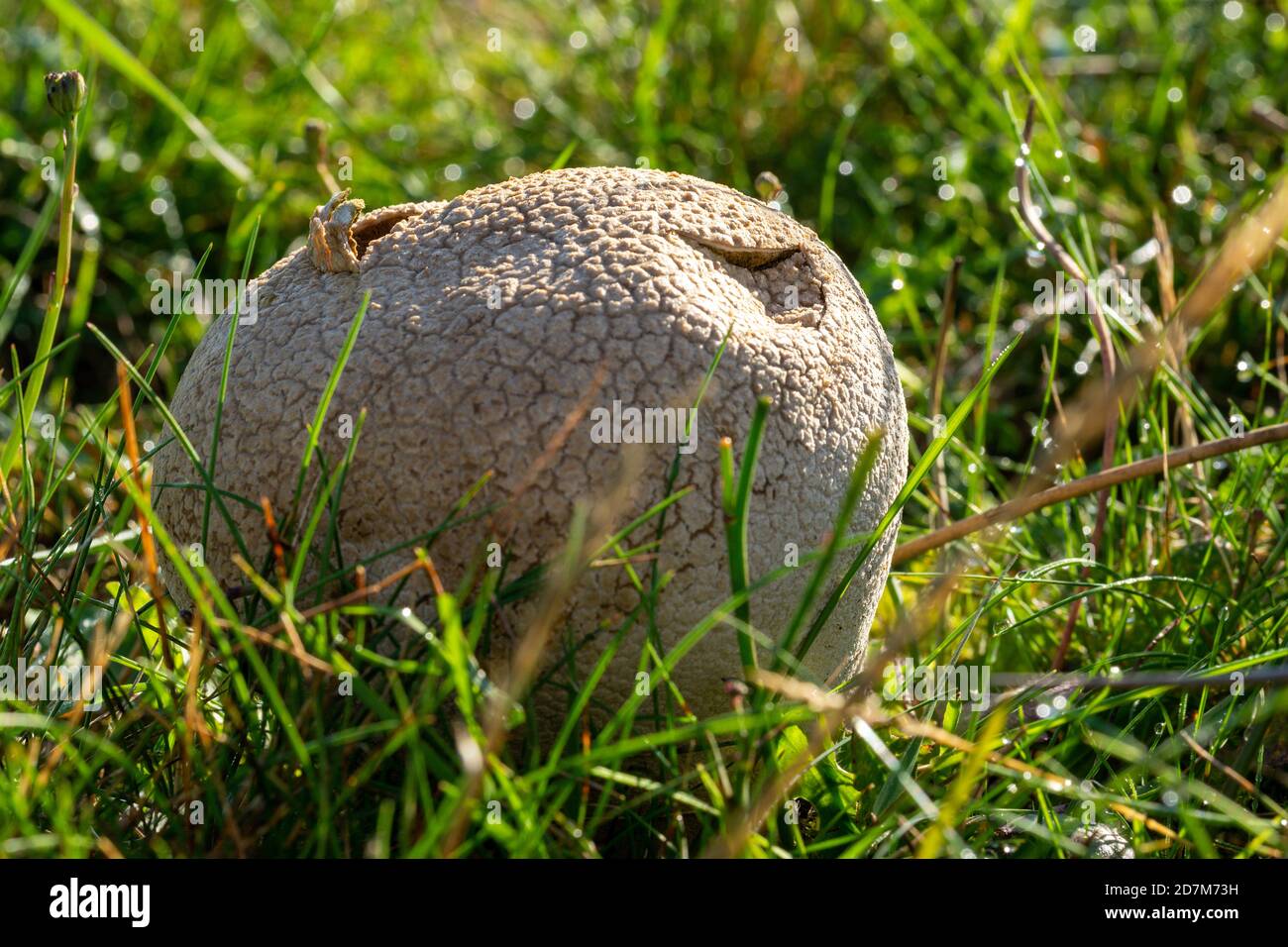 Closeup shot of a common earthball fungus on a fresh lawn Stock Photo