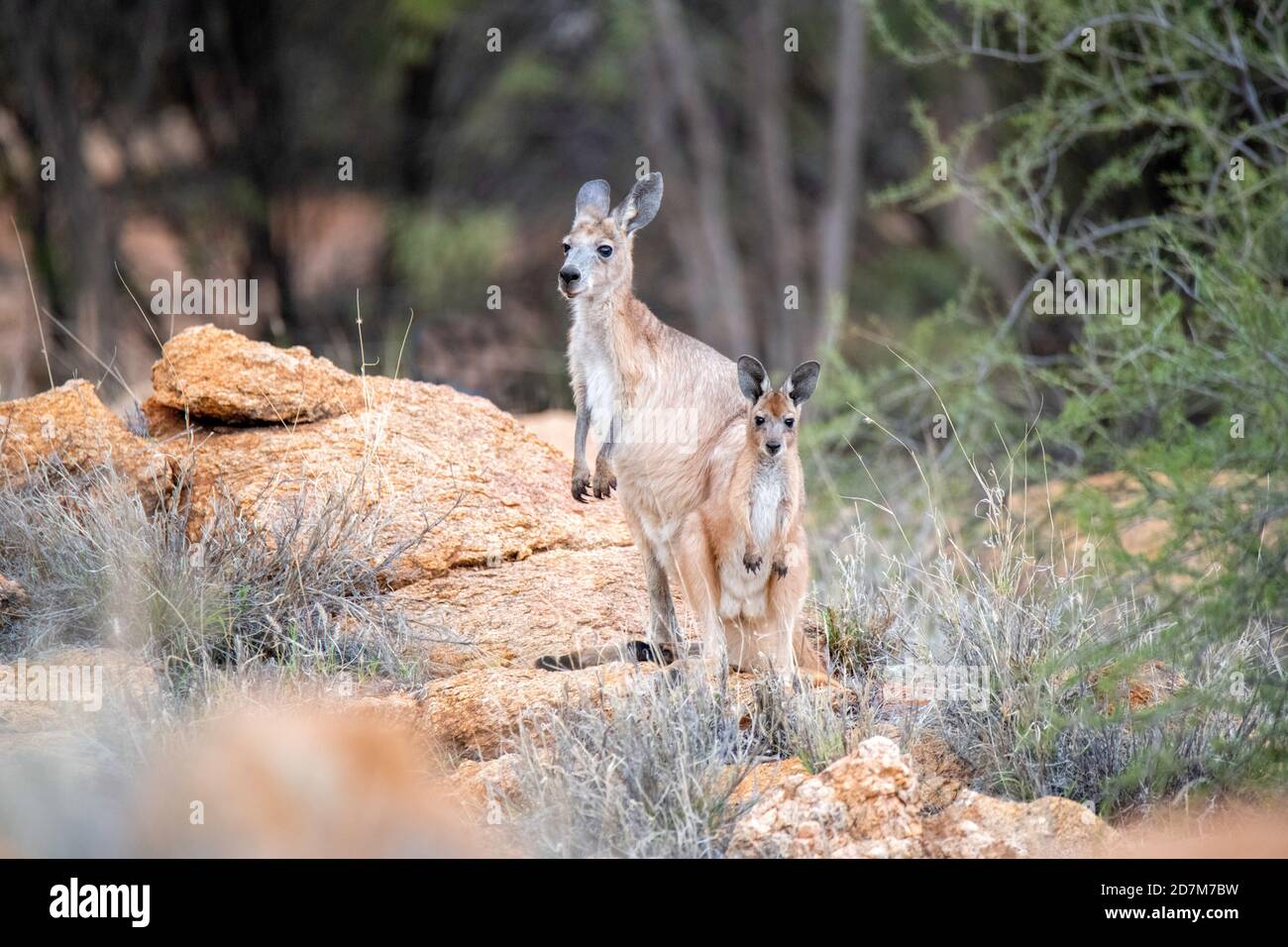 Red Kangaroo  Macropus rufus Alice Springs, Northern Territory, Australia 25 October 2019       Adult and immature         Macropodidae AKA Osphranter Stock Photo