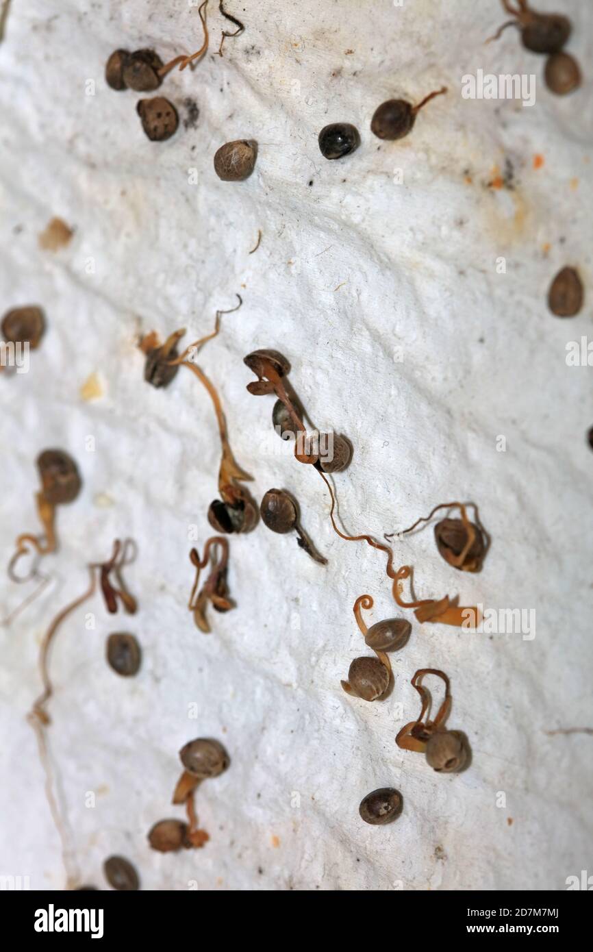 Cannabis dead seeds in white background retro high quality modern