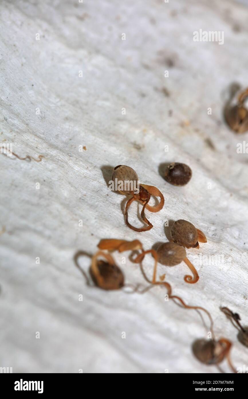 Cannabis dead seeds in white background retro high quality modern