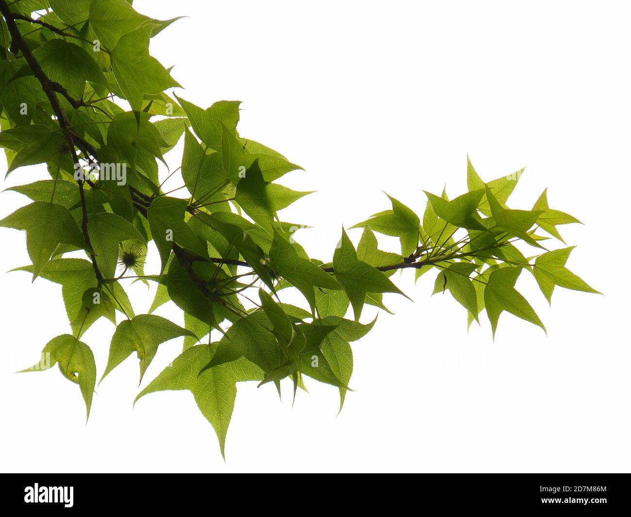 Closeup shot of fresh foliage of Chinese sweet gum plant on white background Stock Photo