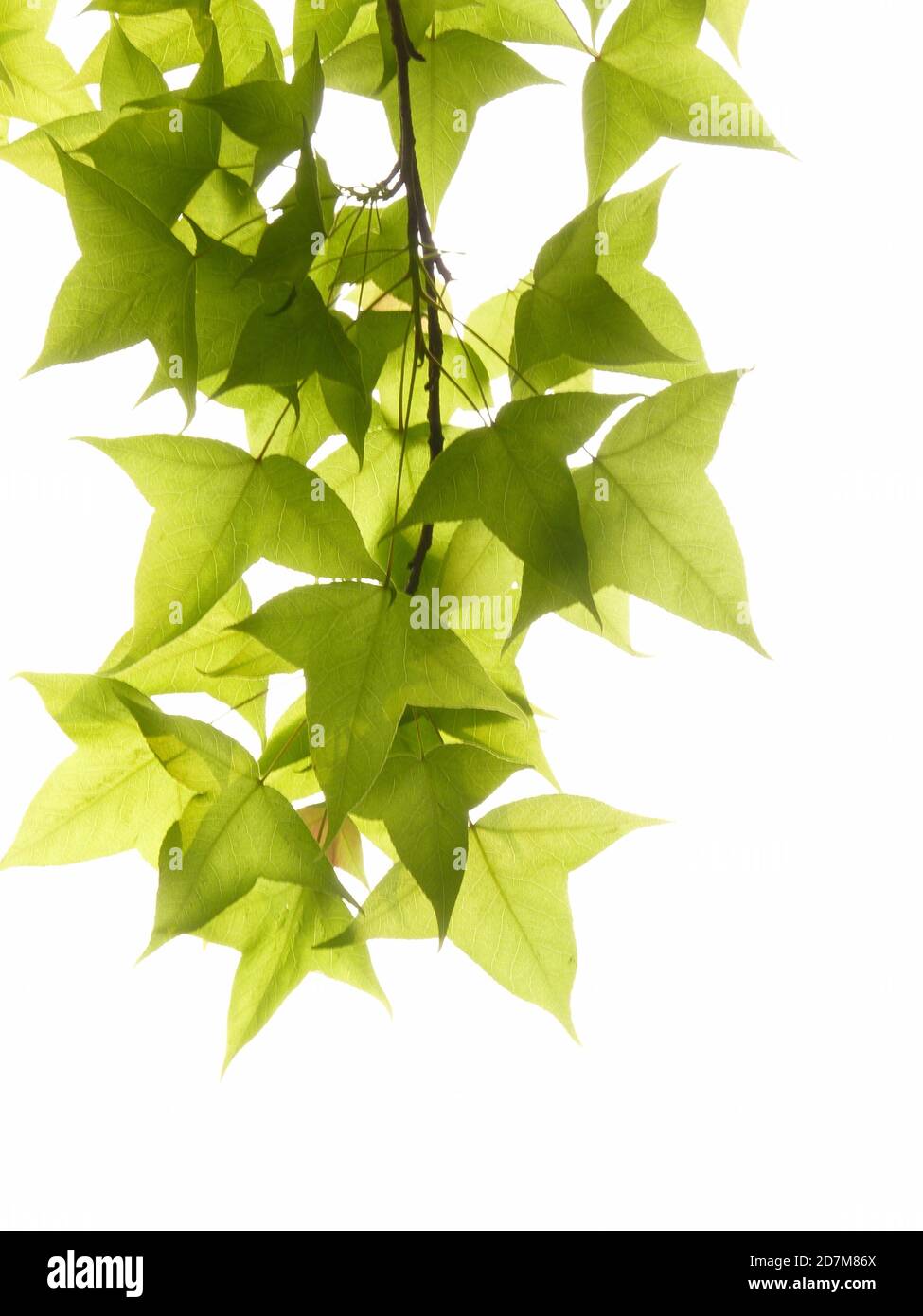 Closeup shot of fresh foliage of Chinese sweet gum plant on white background Stock Photo