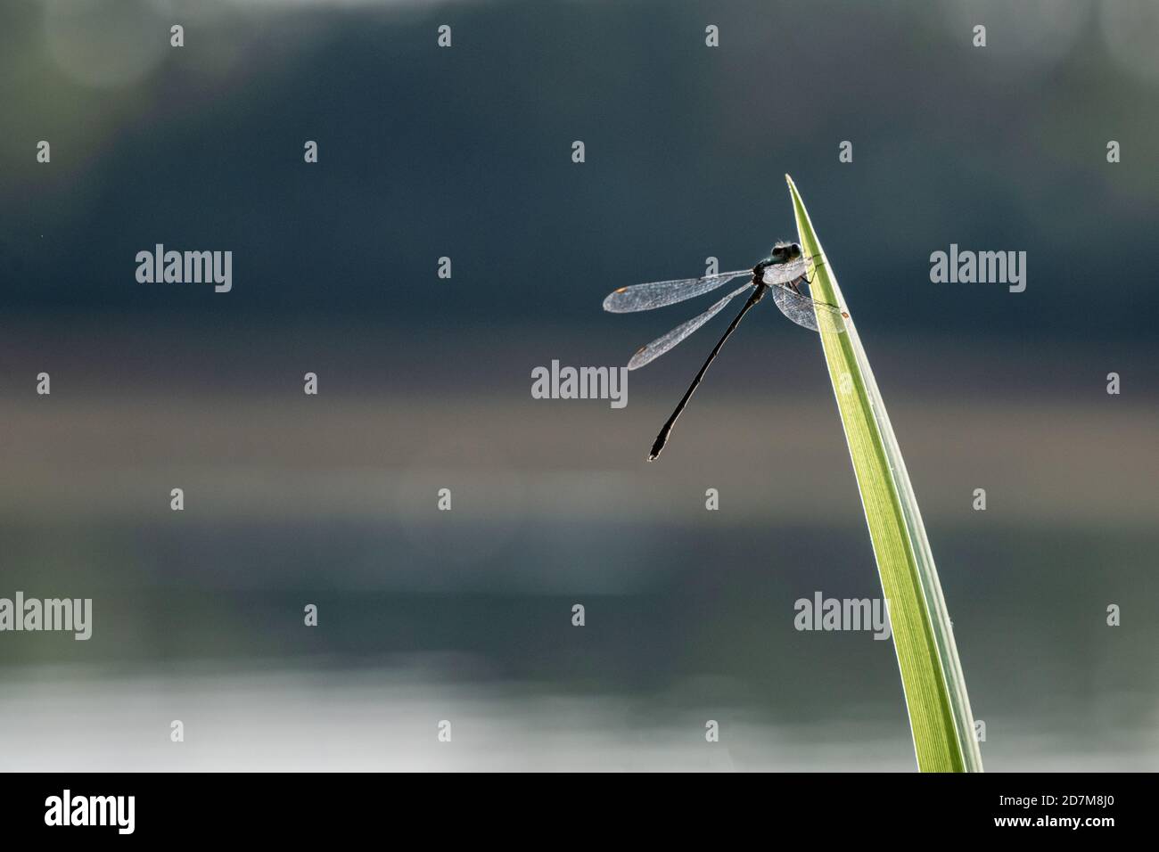 Macro shot of a dragonfly on the green grass on a blurred background ...