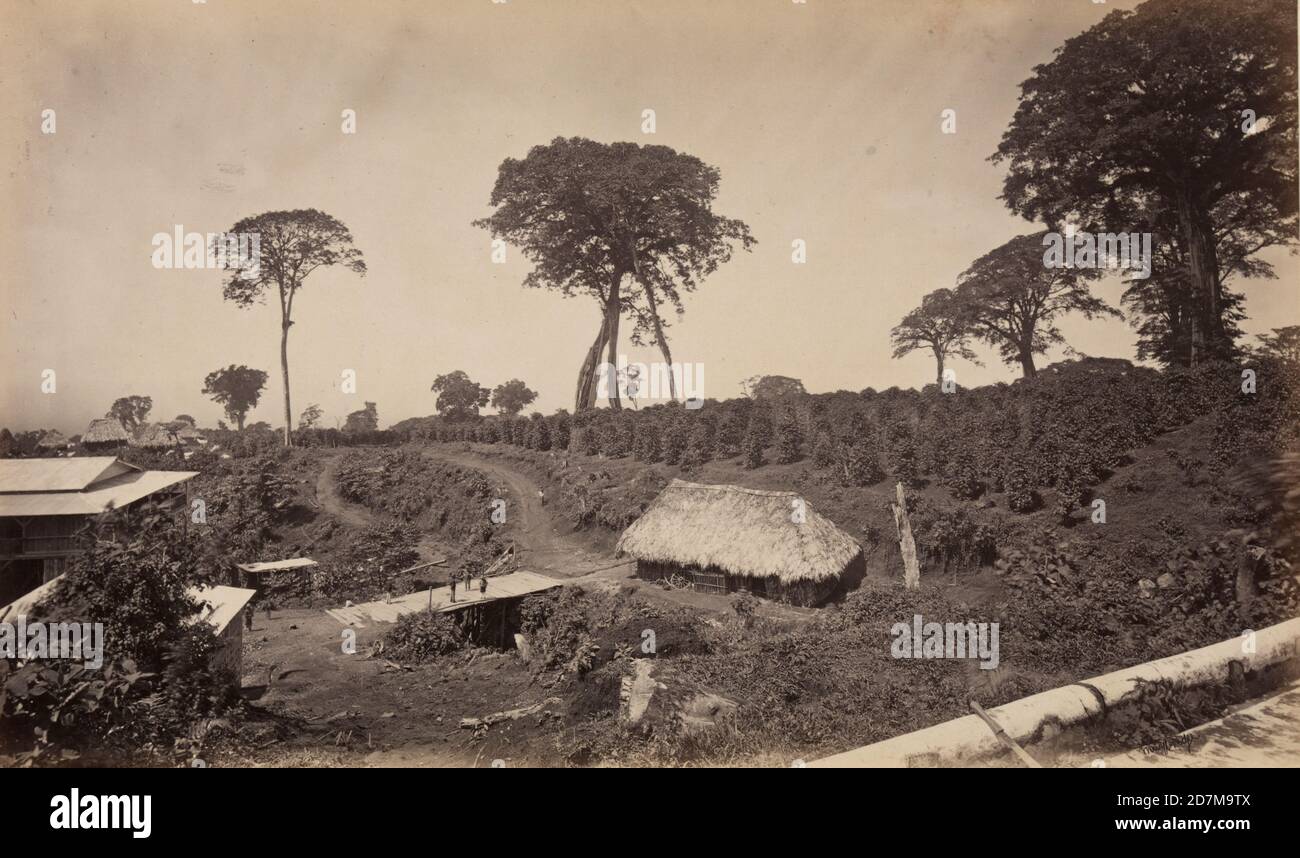 Coffee plantation at Las Nubes, Guatemala, Central America,  photograph taken in 1875 by Eadweard Muybridge Stock Photo