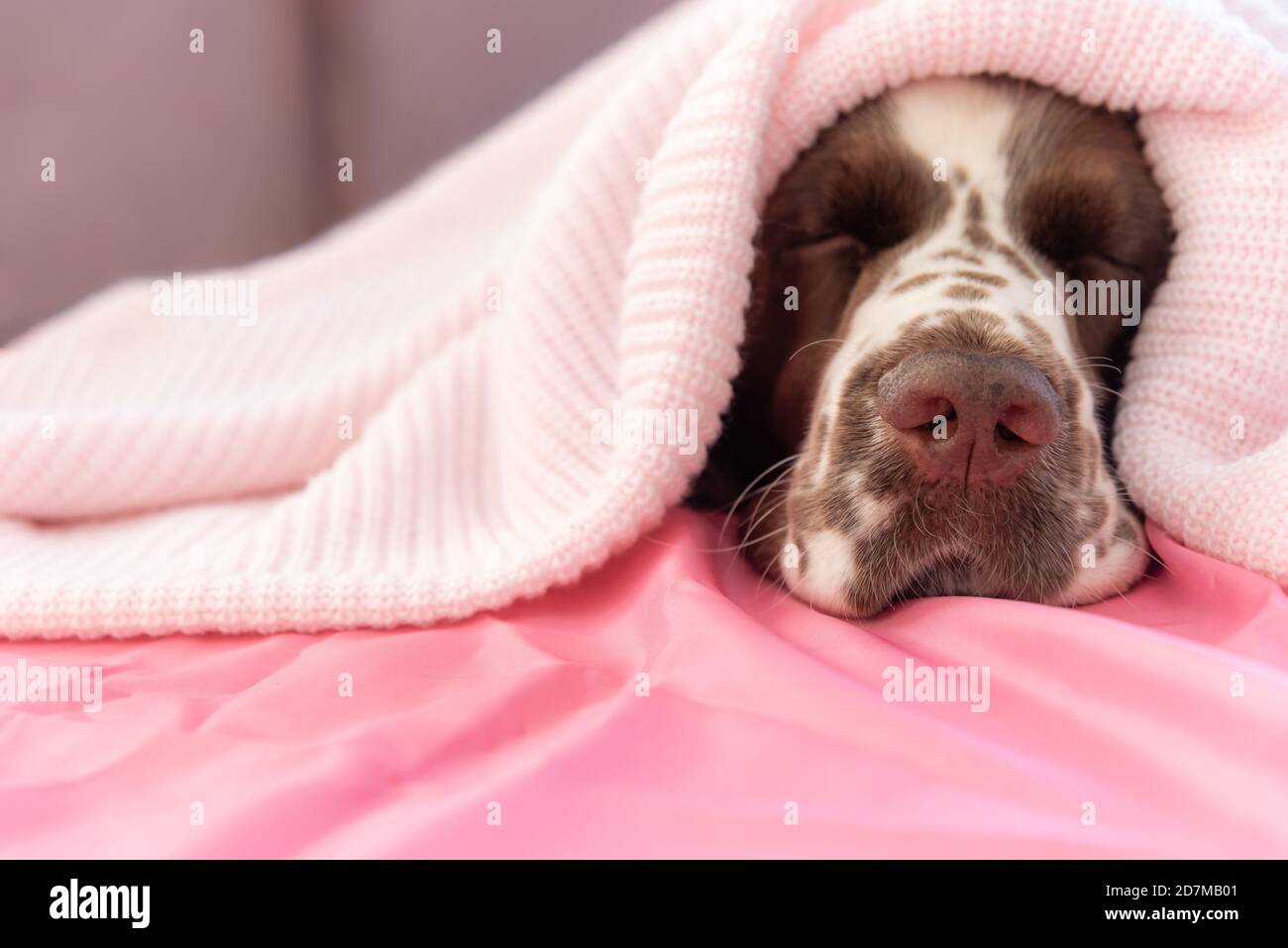 English springer spaniel dog with plaid on bed with pillow Stock Photo