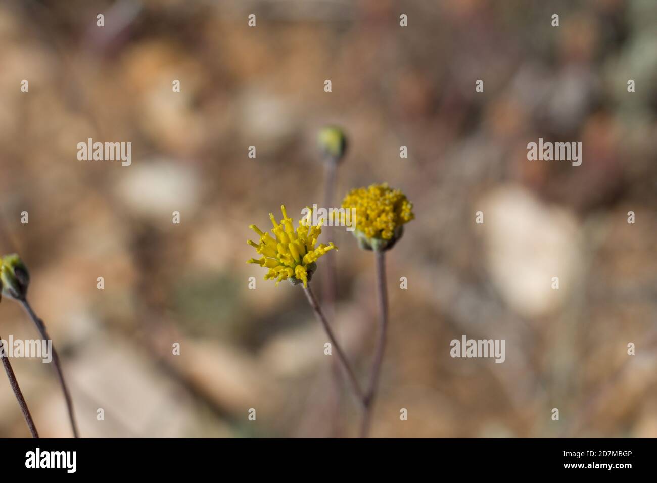 Yellow blooms, Western Fineleaf, Hymenopappus Filifolius, Asteraceae, native perennial, Baldwin Lake Reserve, San Bernardino Mountains, Summer. Stock Photo