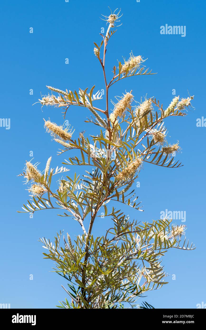 Grevillea sessilis in flower in White Mountains National Park, Queensland Stock Photo