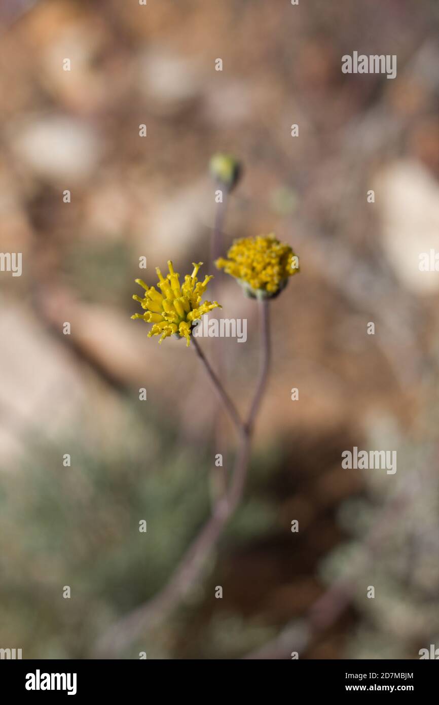 Yellow blooms, Western Fineleaf, Hymenopappus Filifolius, Asteraceae, native perennial, Baldwin Lake Reserve, San Bernardino Mountains, Summer. Stock Photo