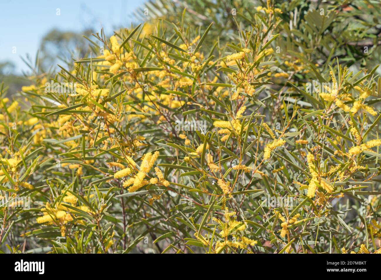 Acacia or wattle in flower near Sawpit Gorge in White Mountain National Park, Queensland Stock Photo