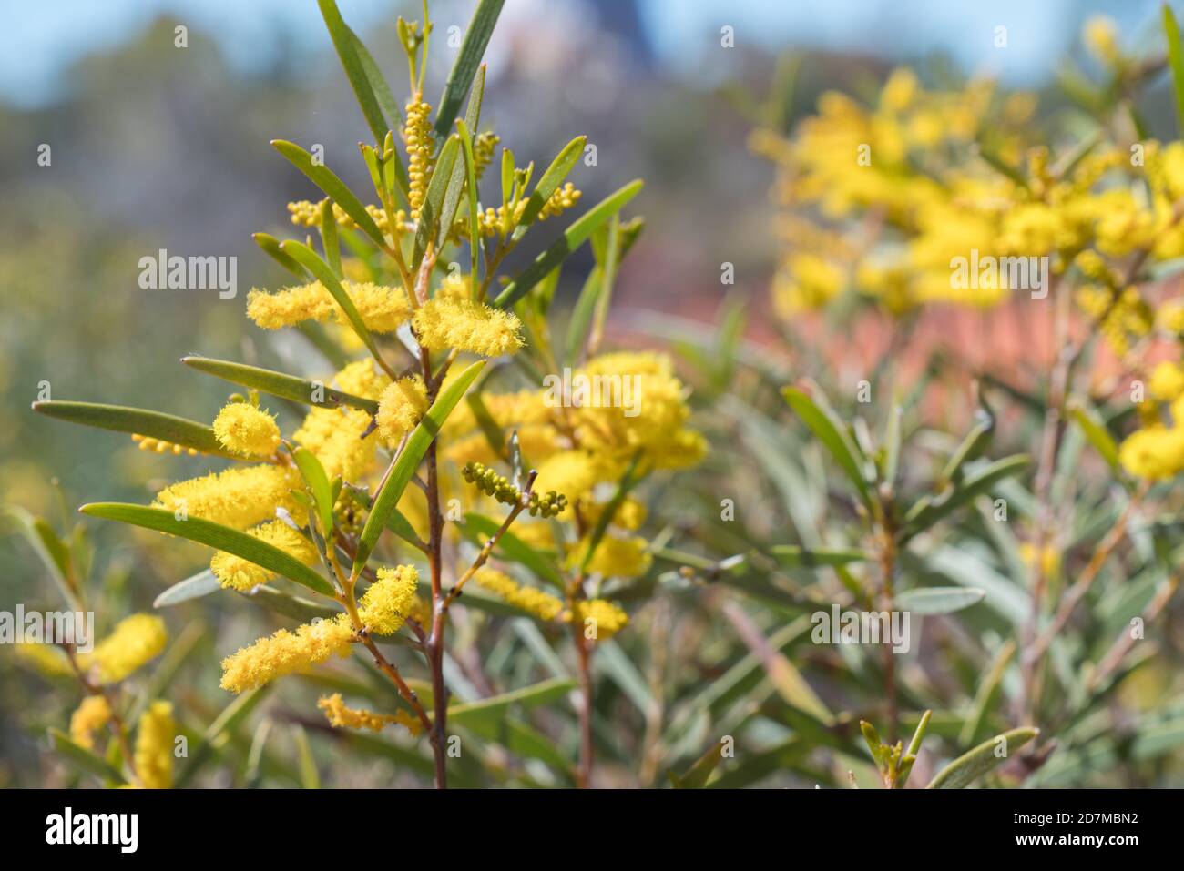 Acacia or wattle in flower near Sawpit Gorge in White Mountain National Park, Queensland Stock Photo