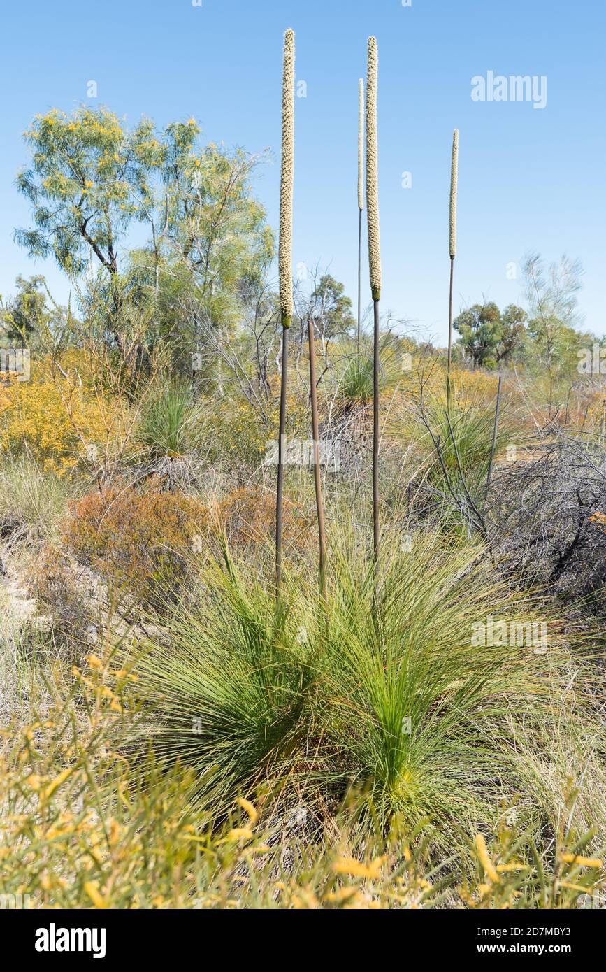 Australian native Xanthorrhoea johnsonii or grass tree with several