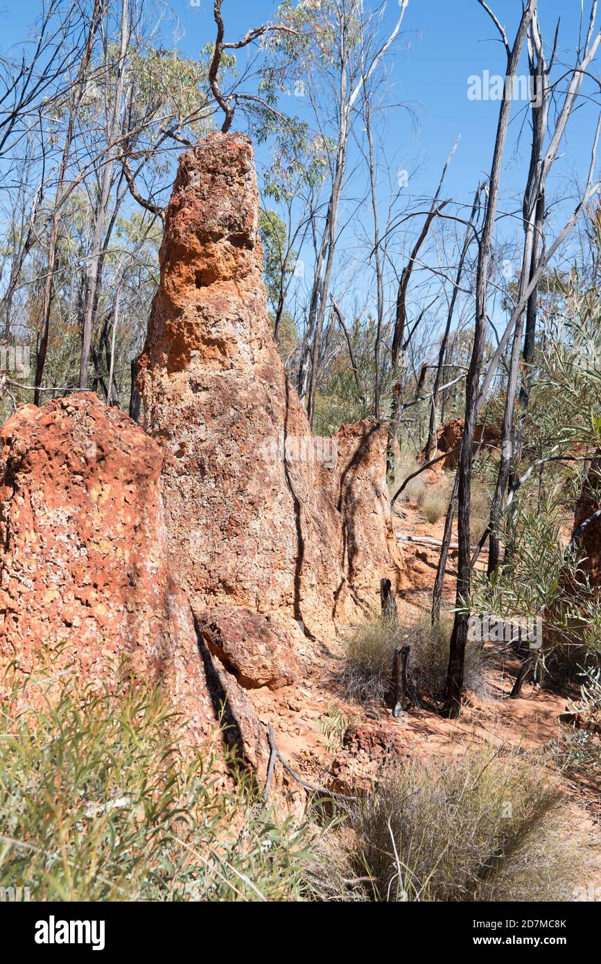 Tall Laterite karst pinnacles or rock formations formed by erosion near Sawpit Gorge in White Mountains National Park, Queensland Stock Photo