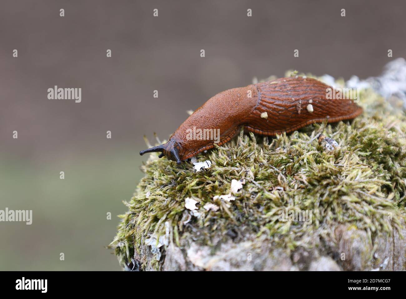 Creeping slowly hi-res stock photography and images - Alamy