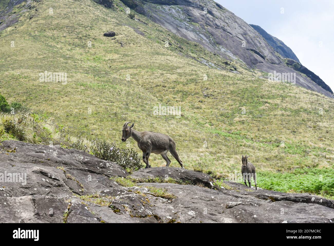 Mountain goat Nilgiri Tahr Nilgiritragus hylocrius Rajamala Wildlife Sanctuary in  Munnar Kerala India Western Ghats.Tea plantation and tea factory Stock Photo